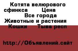 Котята велюрового сфинкса. .. › Цена ­ 15 000 - Все города Животные и растения » Кошки   . Тыва респ.